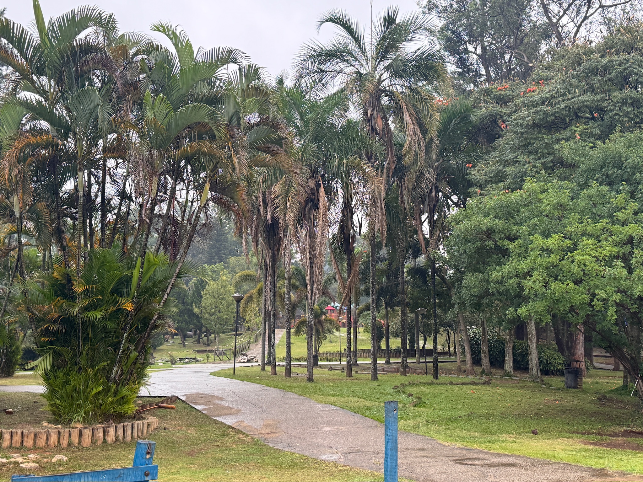 Palmenallee im Parque Municipal Dom José